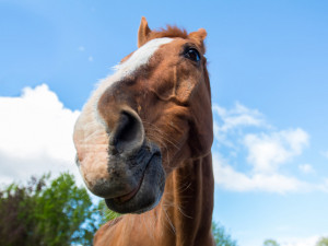 Ester Rišková se rozhodla pomáhat ex-dostihovým koním, kteří by jinak skončili na jatkách.