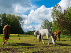 Ester Rišková se rozhodla pomáhat ex-dostihovým koním, kteří by jinak skončili na jatkách.