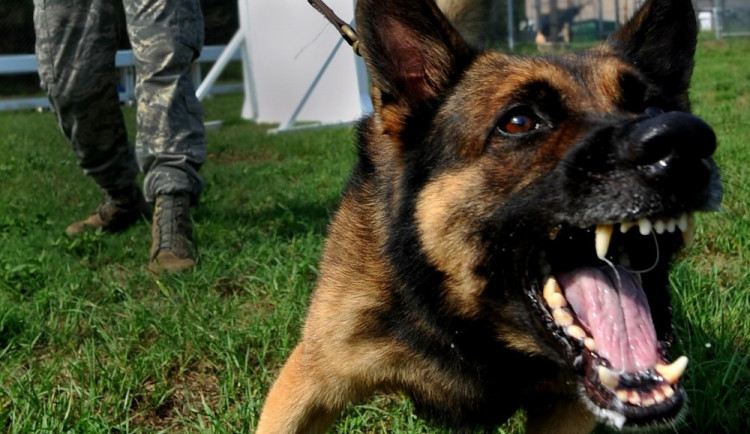 Muž si řádně nezabezpečil psa, ten kousl projíždějící cyklistku do nohy