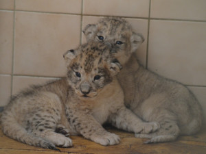 V ZOO se po několika měsících opět narodila dvě mláďata lvů berberských