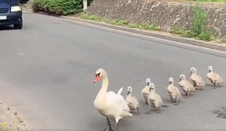 VIDEO: Labutě se potřebovaly dostat k rybníku. Řidiči kvůli nim zastavili