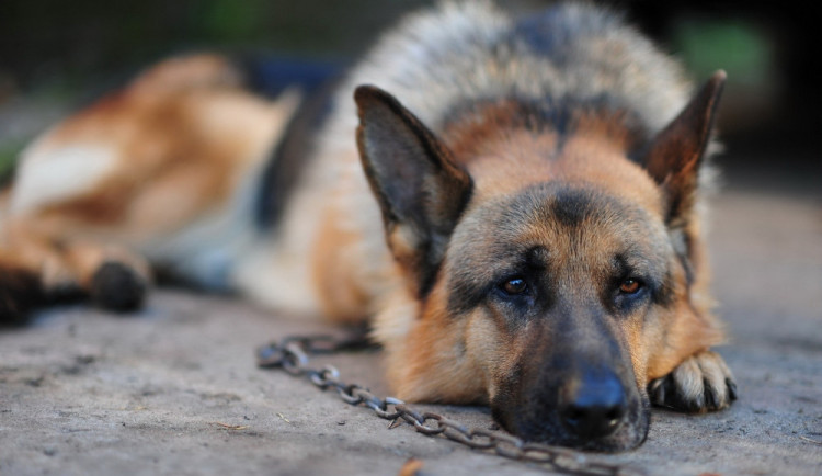 Psa klidně podřízněte, řekl muž, který opustil dům. Nechal ho přivázaného na přímém slunci