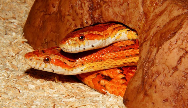 Ilustrační snímek