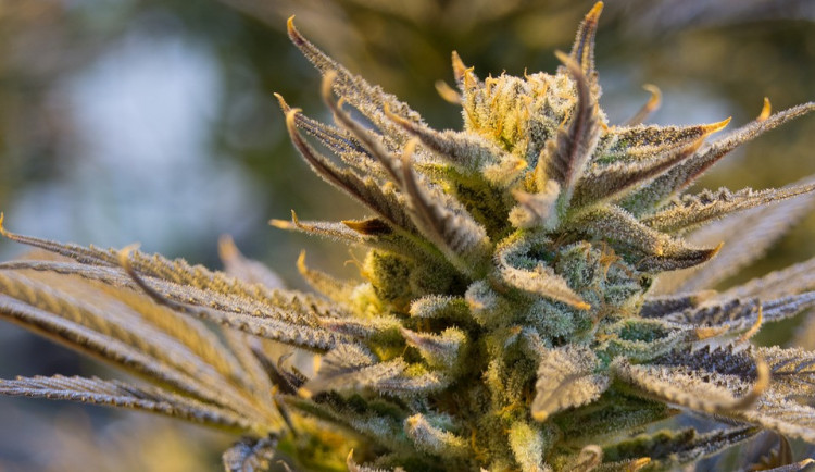 Policisté objevili pěstírnu konopí v rozestavěném domě. Zabavili sto rostlin