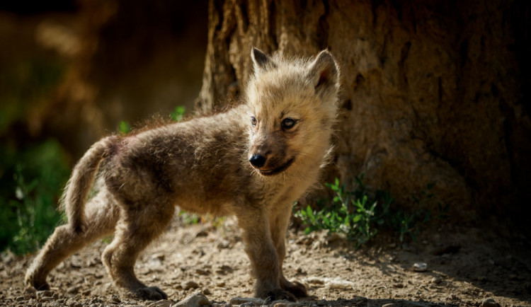 Soutěž o nejhezčí fotku mláděte z olomoucké zoo je v plném proudu. Podívejte se na soutěžící