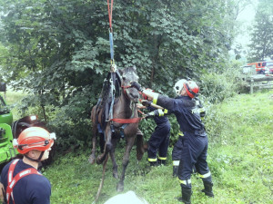 FOTO: Hasiči zachraňovali kobylu, která uvízla v bahně