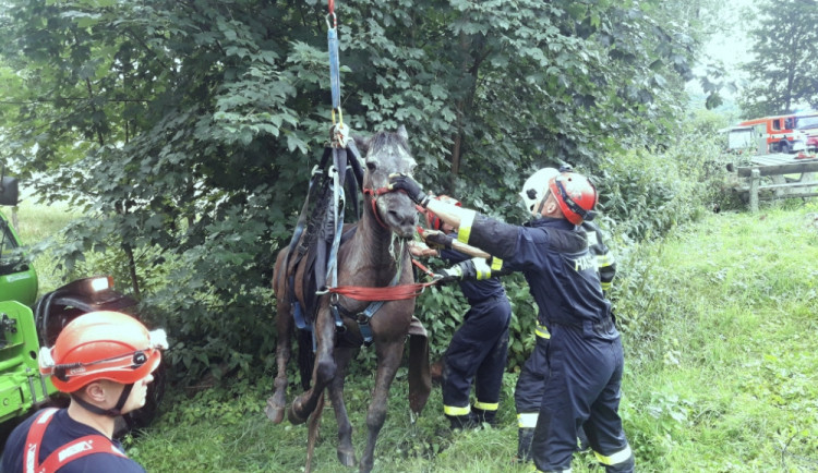 Hasiči zachraňovali kobylu pomocí speciální sítě.