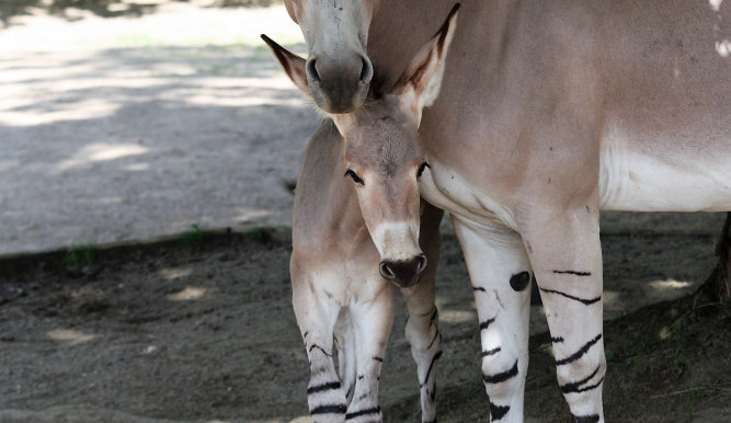 Mládě osla somálského