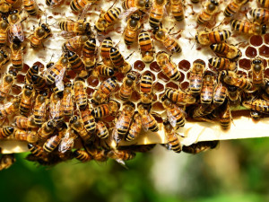 Kvůli hnilobě včelího plodu už museli veterináři spálit 91 včelstev
