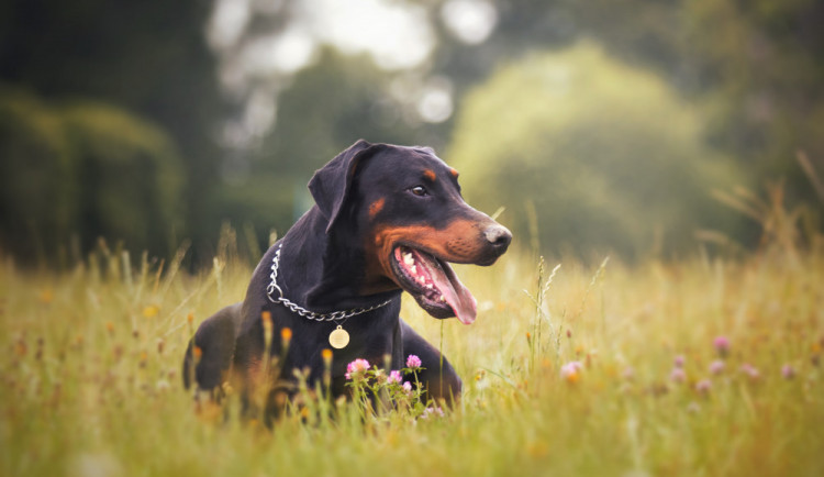 Dobrman Sorbon patří mezi zaregistrované psí dárce krve
