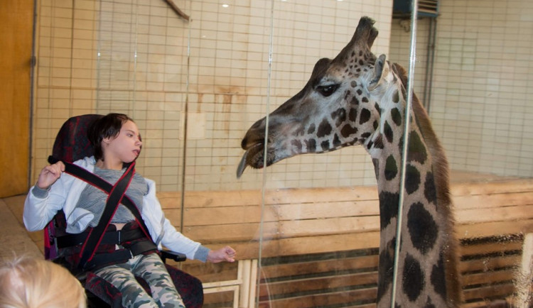 Tereza potřebuje nový vozík.