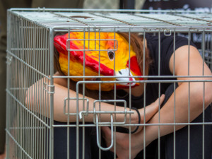 Dnešní akce na Benešáku zaměřená na boj proti klecovým chovům.