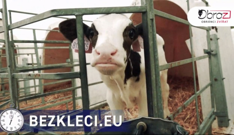 Novými záběry chtějí Obránci zvířat podpořit iniciativu Konec doby klecové.