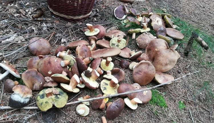 Aktuální houbová nadílka