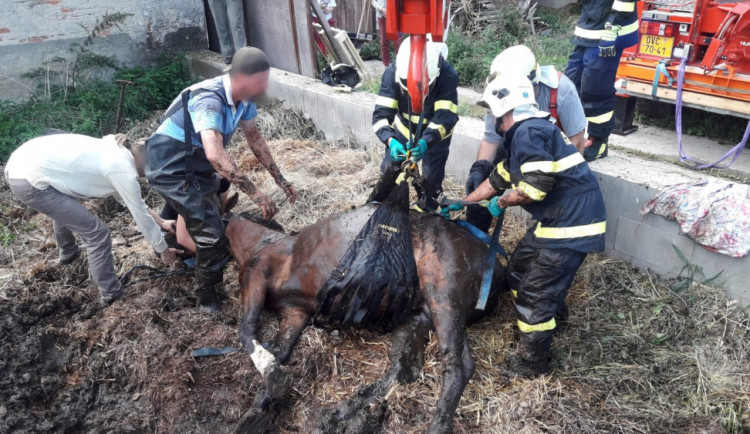 Zásah u koně v jímce.