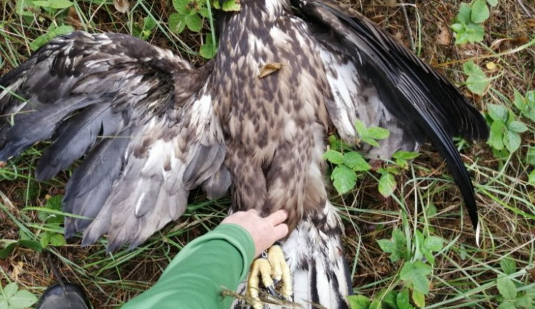 Postřelený orel mořský nakonec nepřežil.