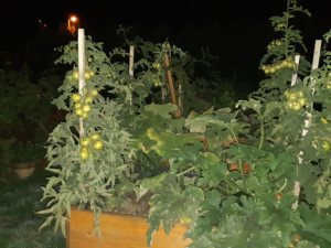 Zloděj na zahradě kradl zeleninu. Rajčata za 26 korun ho mohou stát tři roky vězení