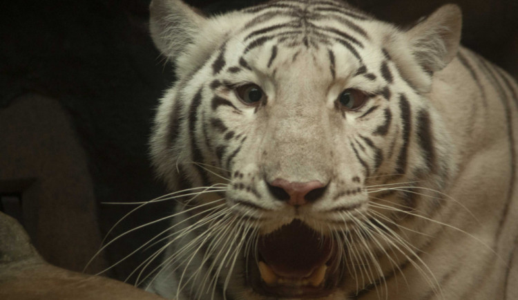 Jeden z bílých tygrů