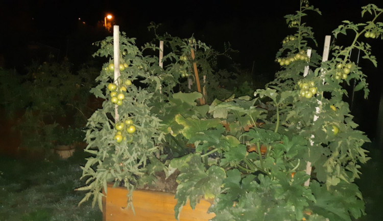 Zloděj na zahradě kradl zeleninu. Rajčata za 26 korun ho mohou stát tři roky vězení