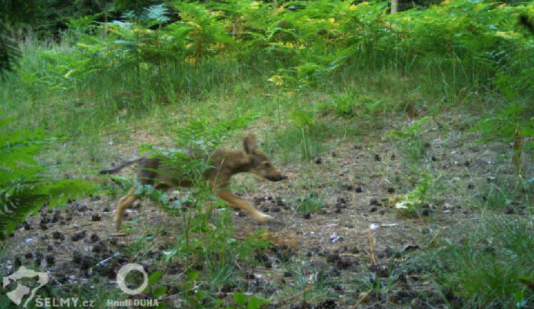 Jedno z letošních vlčat, které se narodilo v Ralské pahorkatině.