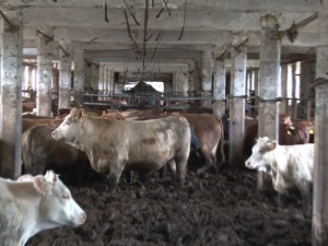 Krávy žily v půl metru vlastních výkalů. Ochránci podali trestní oznámení