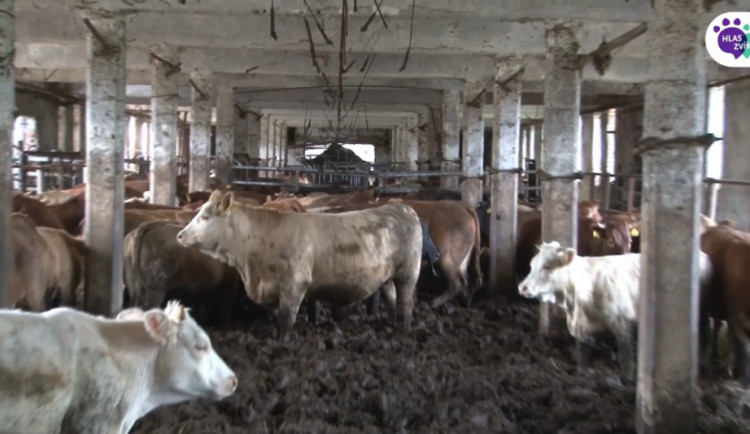 Krávy se brodily v půl metru výkalů