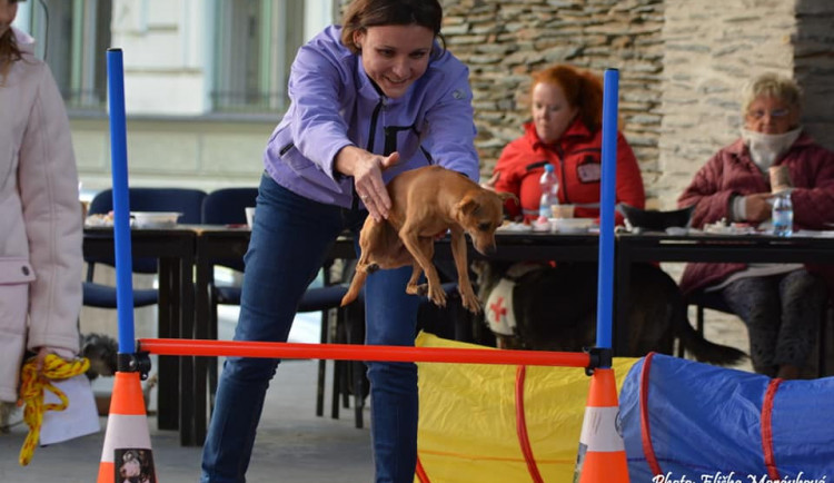 Jablonecký voříšek