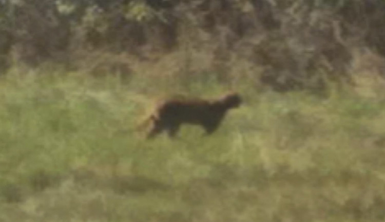 Divoká šelma se pohybuje v lesích na Prosečeském hřebeni.