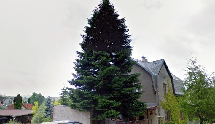 Jedle ozdobí liberecké náměstí.