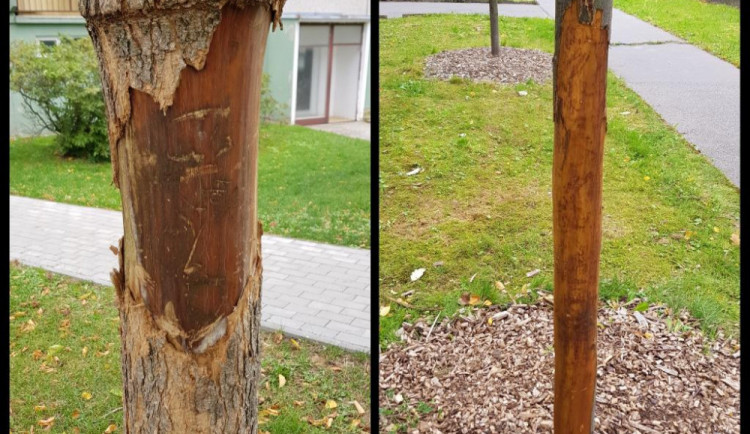 Poničené stromky na hejnickém sídlišti.