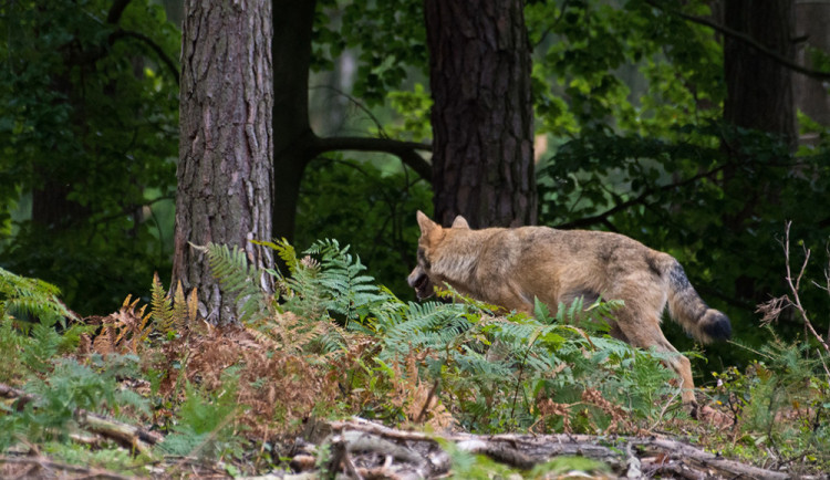 Takto zachytil Aleš Chmelíček vlka, který se procházel krajinou Lužických hor.