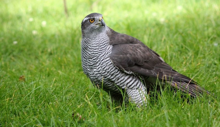 Jestřáb lesní - Ilustrační snímek