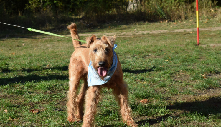 Edík je jeden ze svěřenců Šance zvířatům.