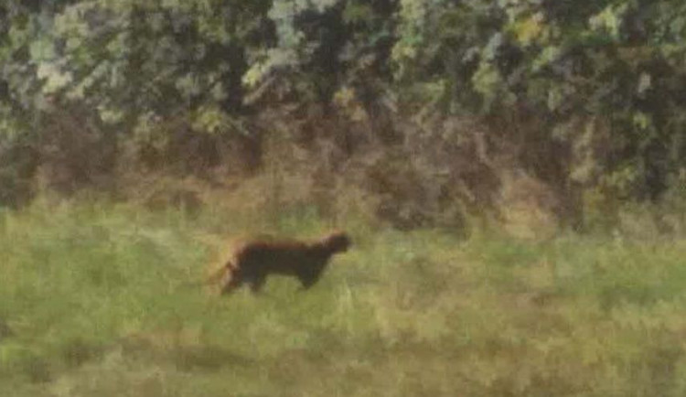 Fotografie, která zachycuje neznámou šelmu.