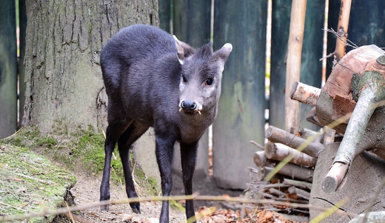 Muntžak chocholatý.