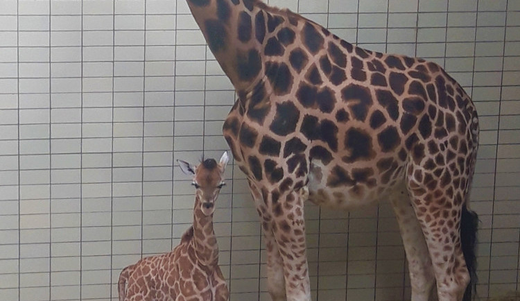 Novému mláďátku se v liberecké zoo daří.