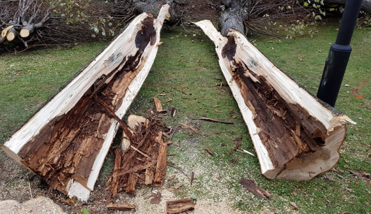 Jeden z pokácených stromů.