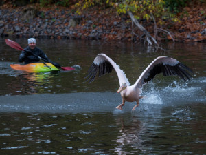 Odchyt pelikánů v liberecké zoo je zážitek.