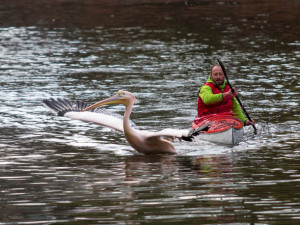 Odchyt pelikánů v liberecké zoo je zážitek.