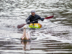 Odchyt pelikánů v liberecké zoo je zážitek.