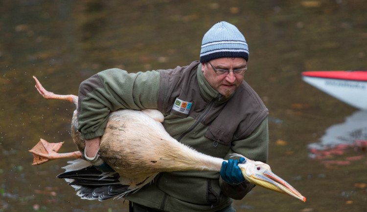 Odchyt pelikánů v liberecké zoo je zážitek.