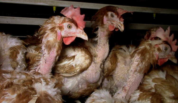 V Česku vzniká ojedinělý dokument Svědectví. Nahlédne pod masku živočišného průmyslu