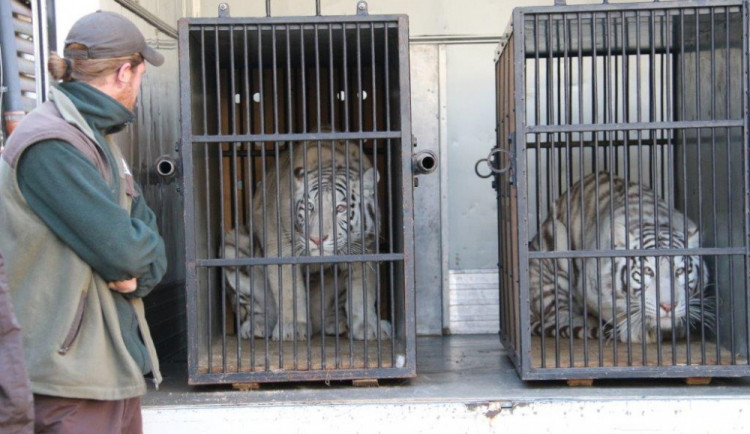 Tygřice se stěhují na Slovensko.