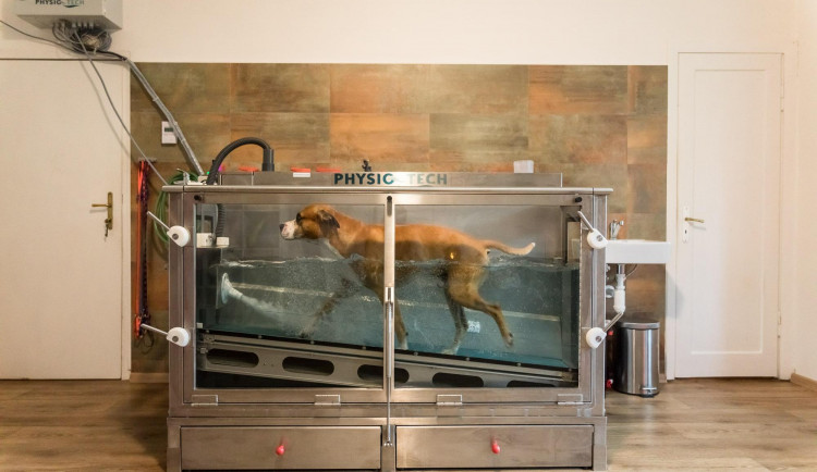 Ťapkání ve vodě může psa postavit na nohy aneb když aquaterapie pomáhá