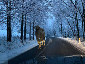 Mezi vločkami můžete na silnici v Jizerkách potkat ledacos, třeba velblouda