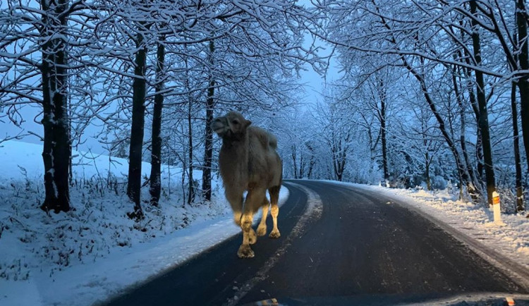Velblouda pochodujícího po silnici mohli potkat řidiči dnes ráno mezi Bedřichovem a Hraběticemi.