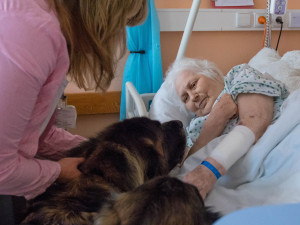 Animoterapie v liberecké nemocnici.