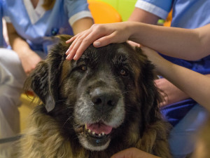 Animoterapie v liberecké nemocnici.