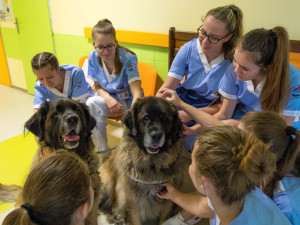 Animoterapie v liberecké nemocnici.