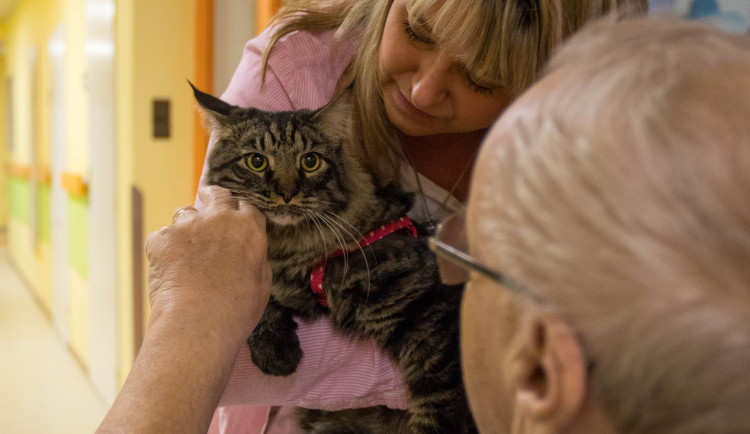 Kocour Bumbác je jedním ze superhrdinů terapeutů v liberecké nemocnici.